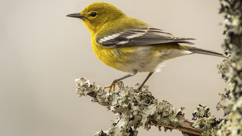 Pine warbler perched on a tree branch