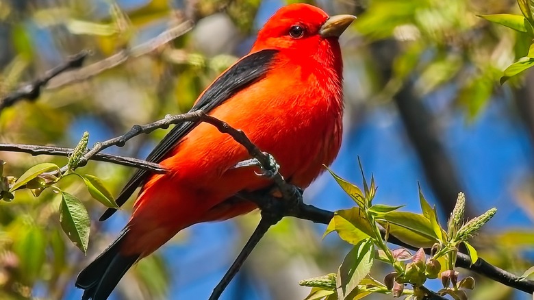 Scarlet tanager on a thin leafy branch