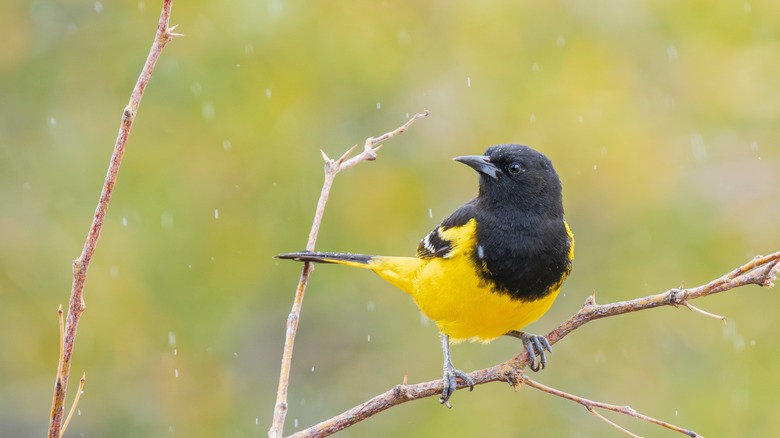 Scott's oriole on a branch with its head turned away