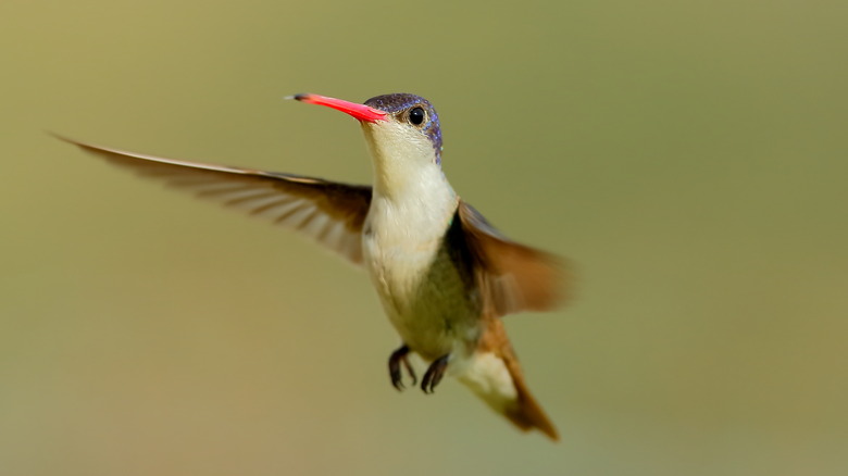 A violet-crowned hummingbird in flight