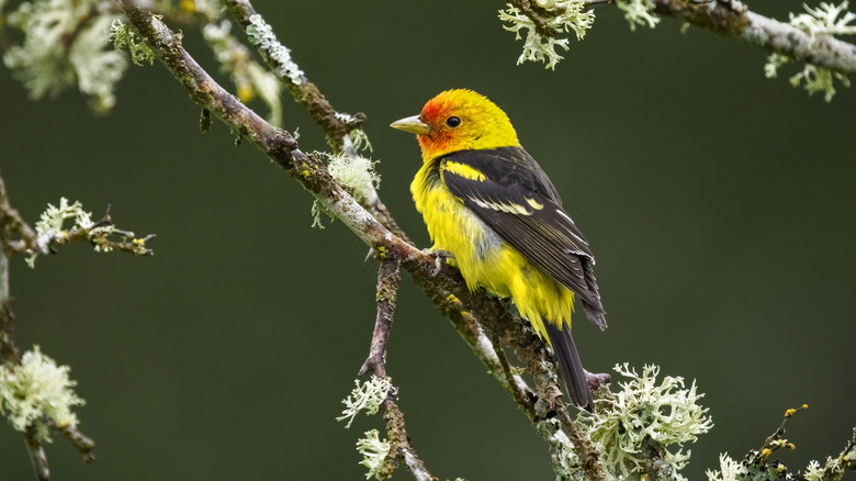 Western tanager sitting on a tree branch blooming white flowers