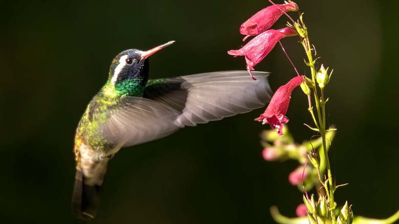 A white-eared hummingbird near red blooming flowers