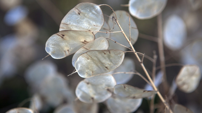 Annual honesty plant seed pods