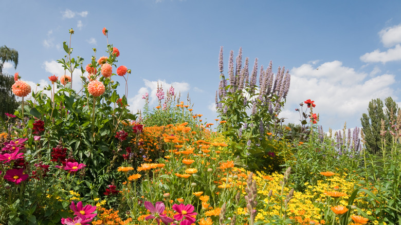 Garden with a variety of flowers blooming