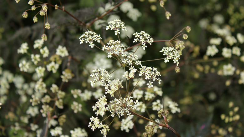 'Ravenswing' flower cluster up close