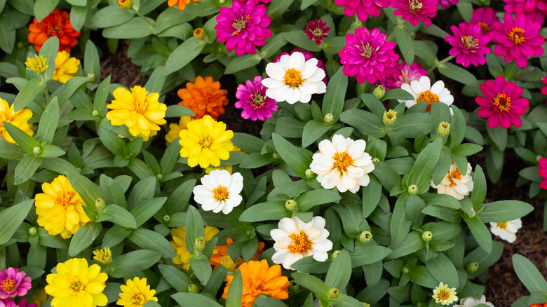 A patch of zinnias thriving in a garden