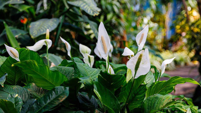Peace lilies growing outdoors.