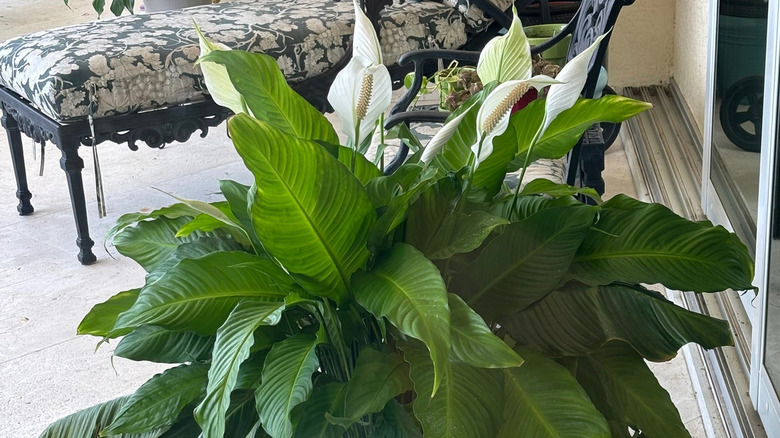 A potted peace lily on a patio.
