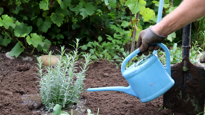 man watering lavender