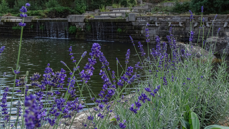 Lavender in the shade by pond
