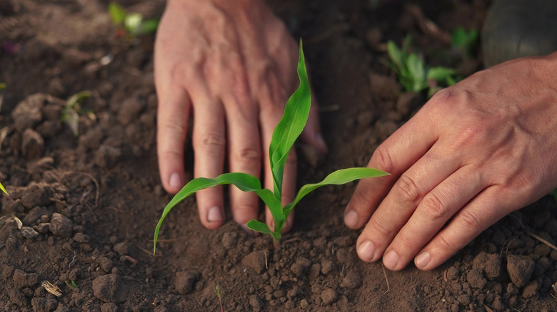 person packing dirt around corn seedling