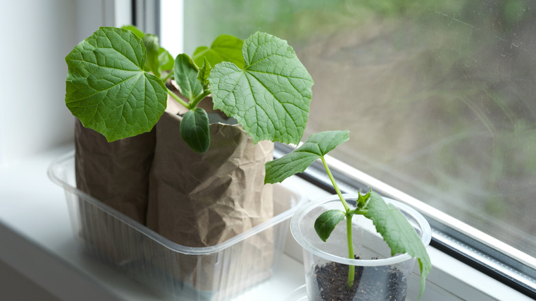 cucumber seedlings growing in windowsill
