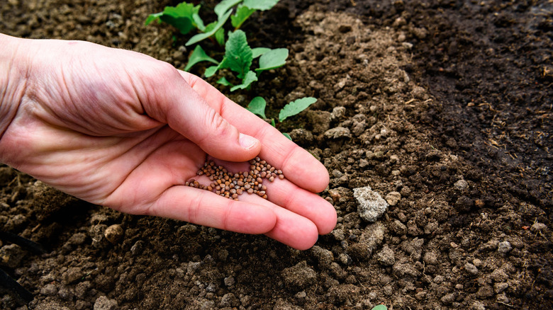 person placing seeds into ground beside seedlings