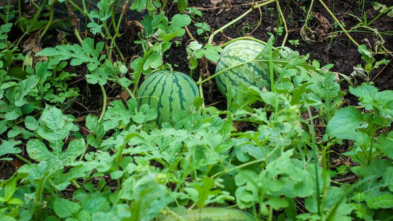 watermelons growing in garden