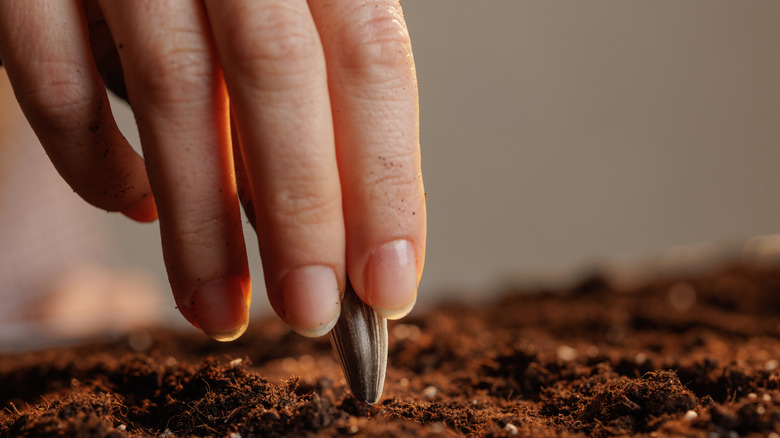 person pressing sunflower seed into soil