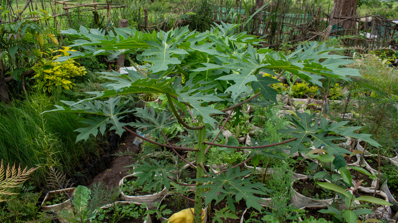 A pawpaw seedling in a tree nursery