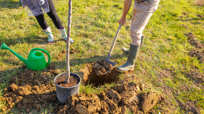 Two people in rubber boots digging a hole for a tree