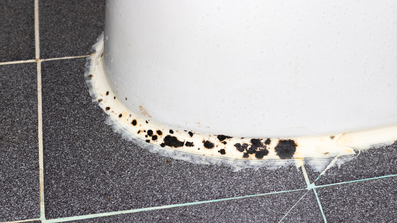 Black mold growing at the base of the toilet