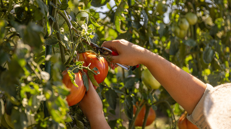 Person picking ripe on the slightly wilted vine.