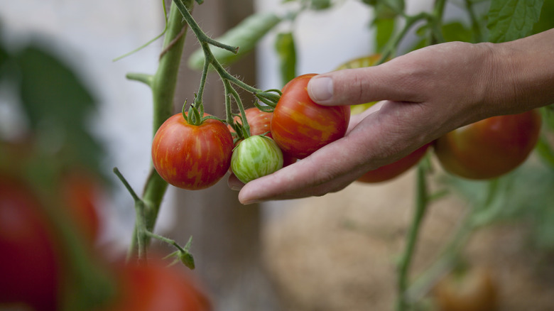 A close-up showing hand holding a striated bunch of tomatoes on a plant.
