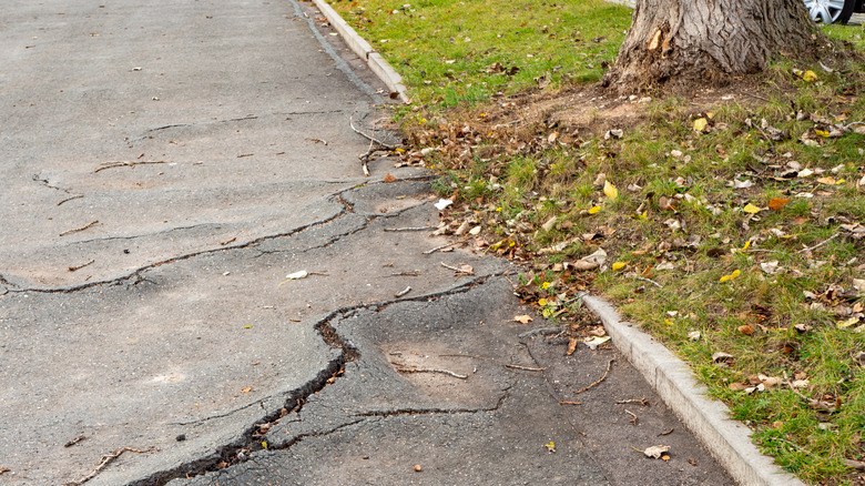 Tree roots breaking through the surface of an asphalt driveway