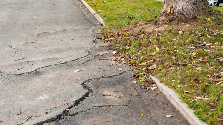 Tree roots breaking through the surface of an asphalt driveway