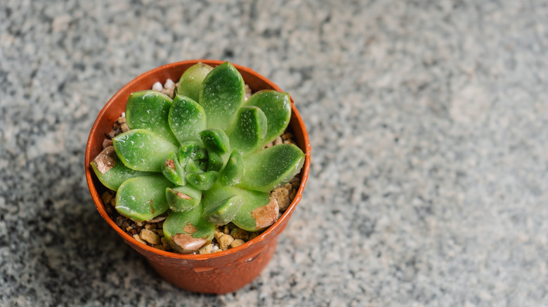 Close-up detail of the succulent plant with some of its leaves burned by the sun