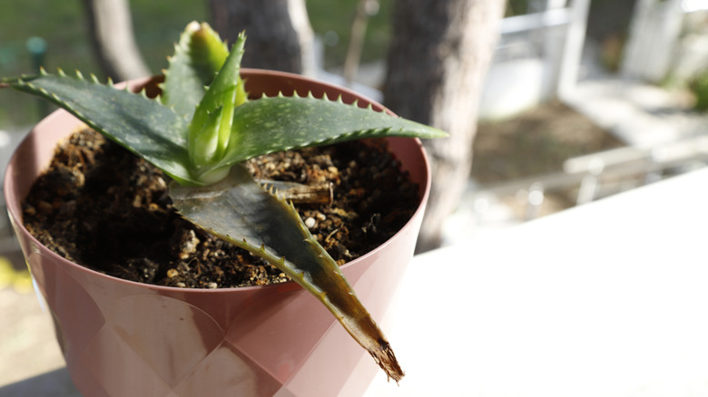 Aloe vera plant is gradually starting to turn yellow due to improper watering