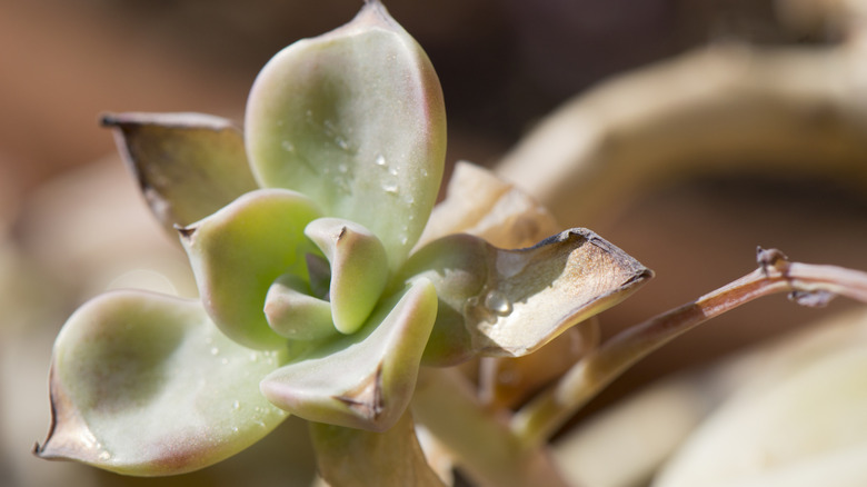Dry and shriveled leaves of a succulent plant