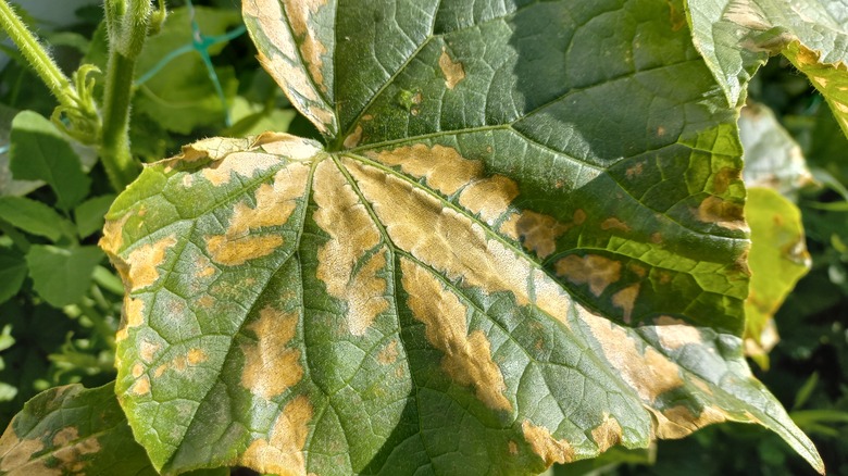 Wilting and yellow cucumber leaves