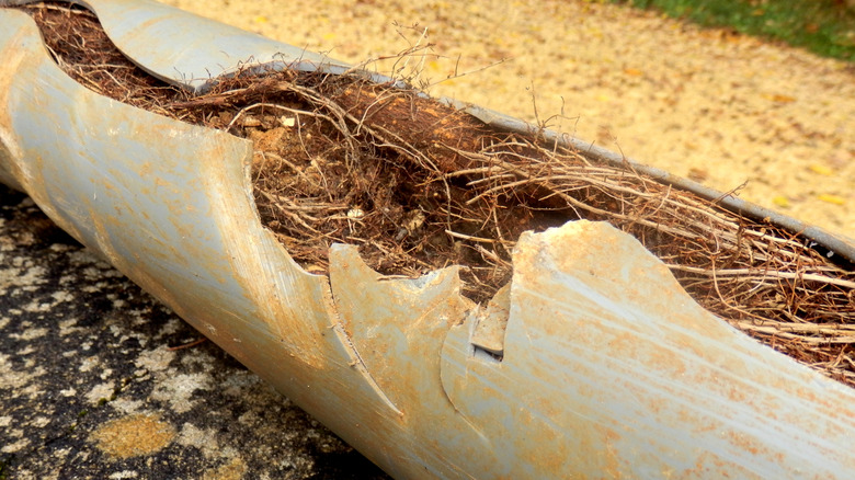 Tree roots inside a drainage pipe