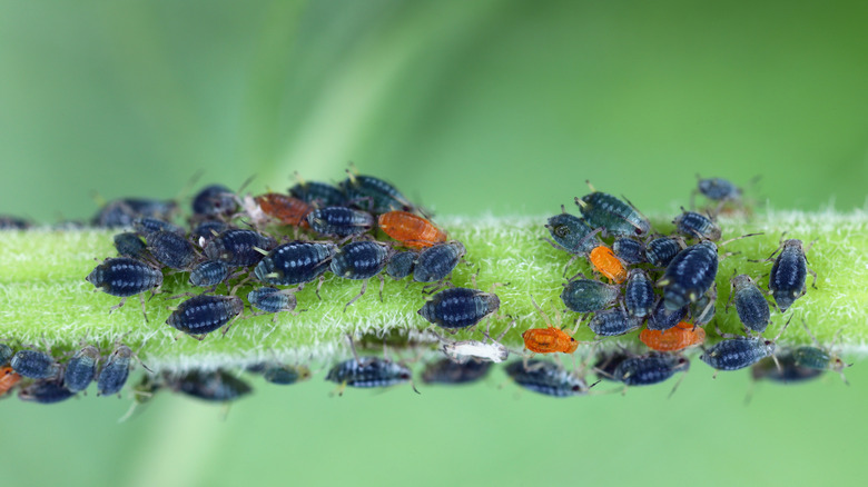 Aphids on a plant