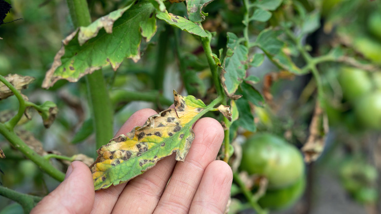 Fungus on a plant