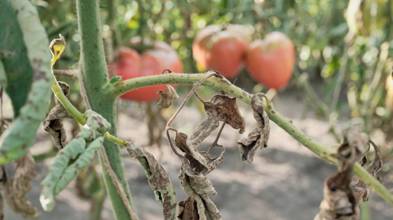 Curled tomato plant leaves