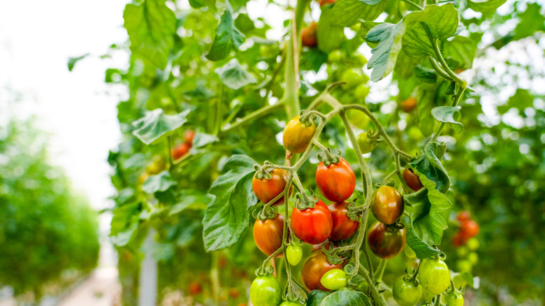 Tomato plants in sunshine