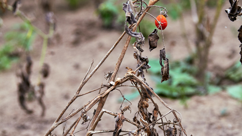 Dehydrated plant