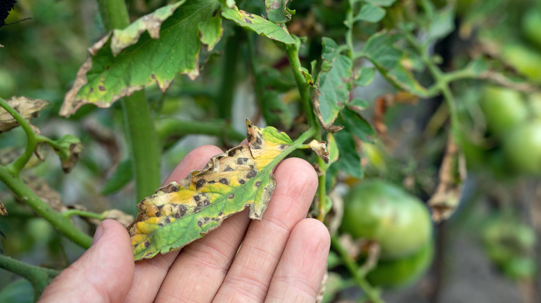 hand holds infected tomato plant