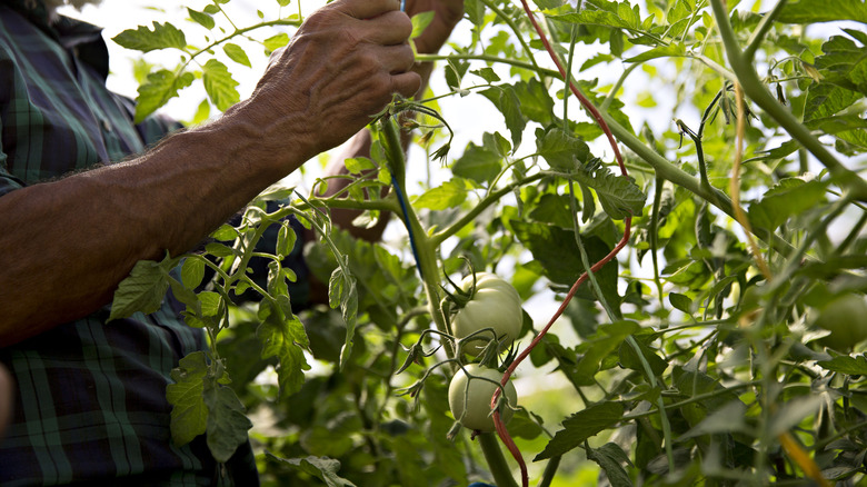Man tending tomato plant