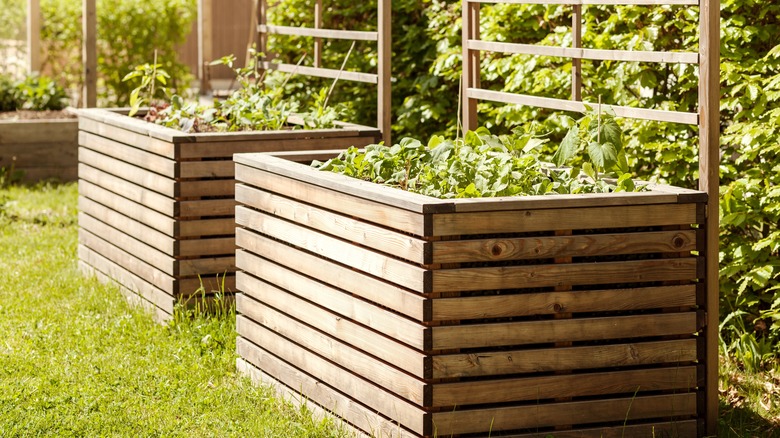 tall wood raised garden beds