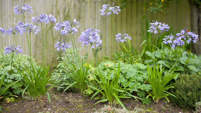 Agapanthus plants in garden soil