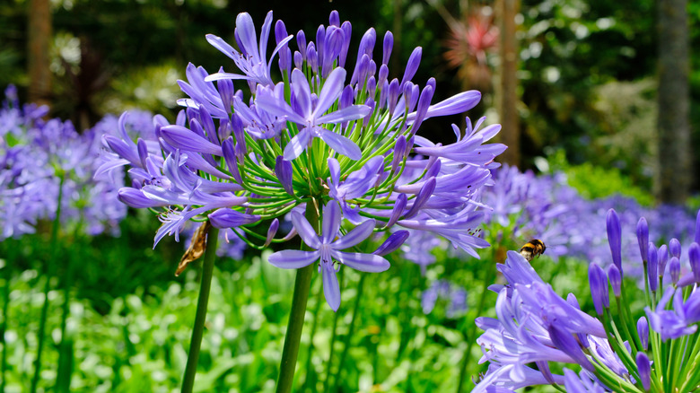 Agapanthus flowers in sunlight