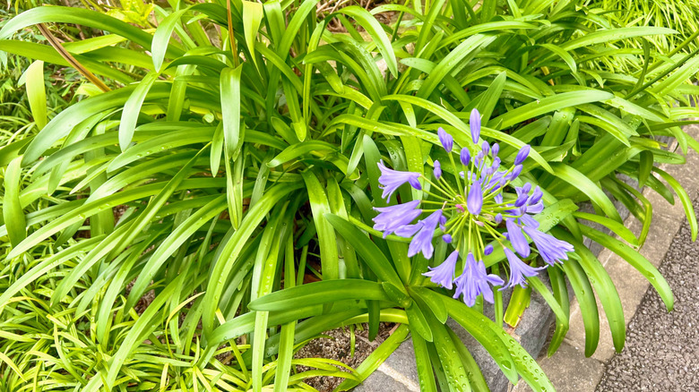 Small agapanthus flower cluster surrounded by leaves