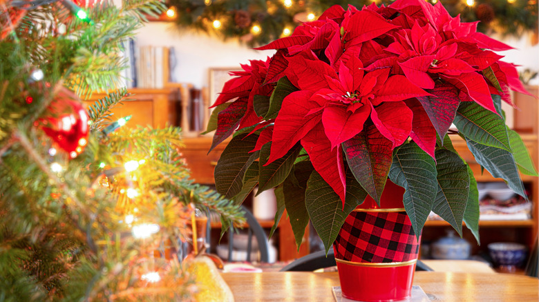Poinsettia plant on a table beside a Christmas tree