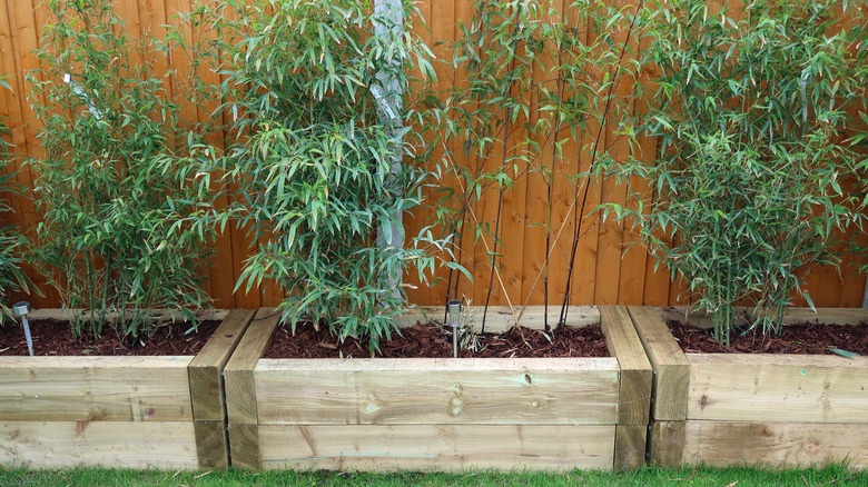 Clumping bamboo grown in raised planters as a privacy screen