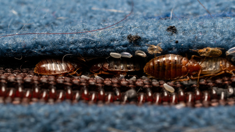 Bedbugs along a zippered seam on a blue upholstered piece