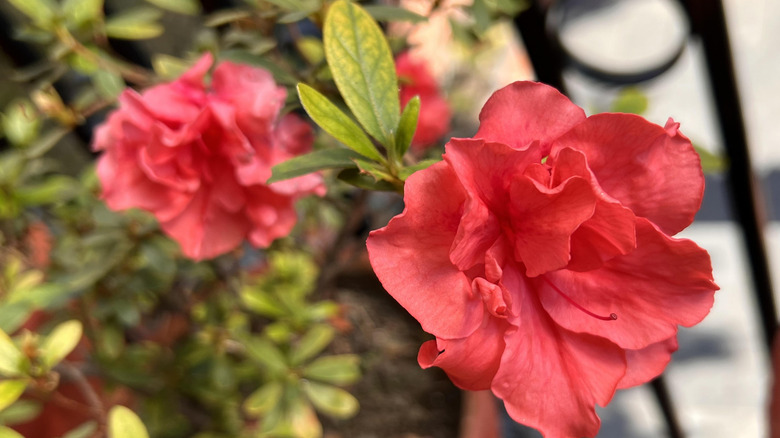 closeup on red azalea flower