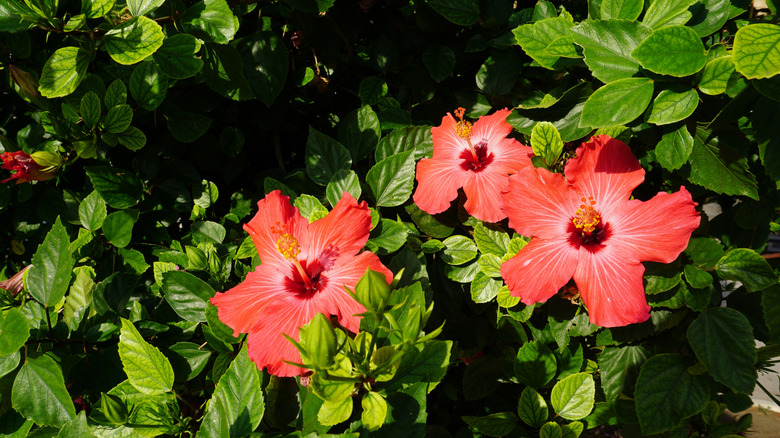 Chinese hibiscus flowers in bloom