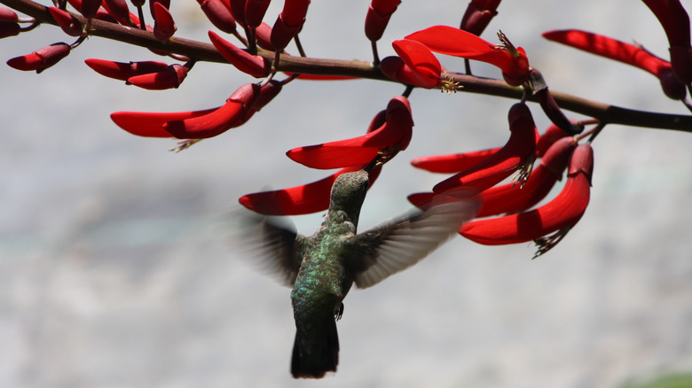 hummingbird feeding from coralbean flower