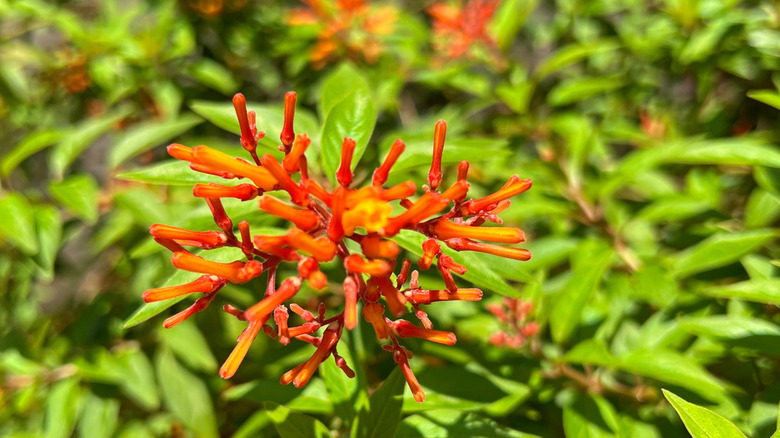 closeup on Hamelia patens flower