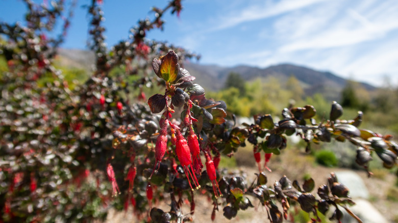 Fuschia-flowered gooseberry growing outside in sunny conditions